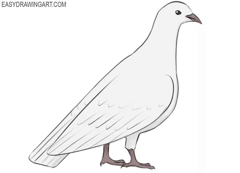 https://easydrawingart.com/wp-content/uploads/2019/07/how-to-draw-a-pigeon.jpg.webp