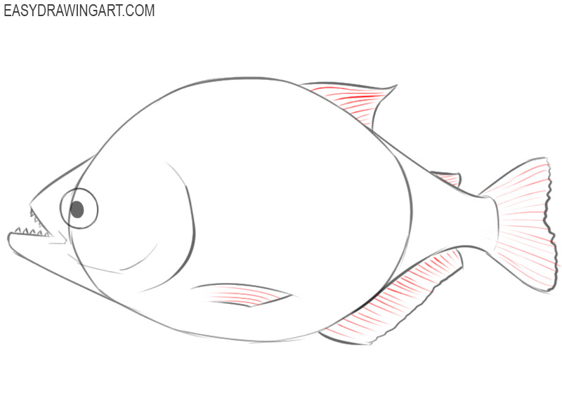 piranha drawing images