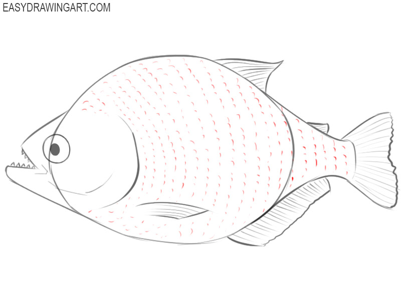 piranha drawing step by step
