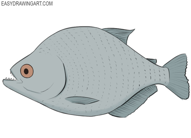 piranha sketch