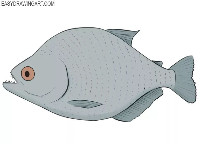 how to draw a piranha