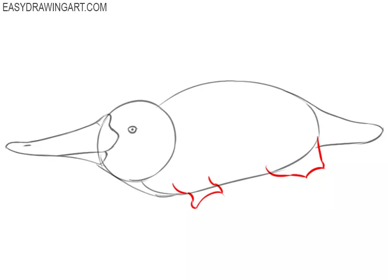 how to draw a platypus easy step by step