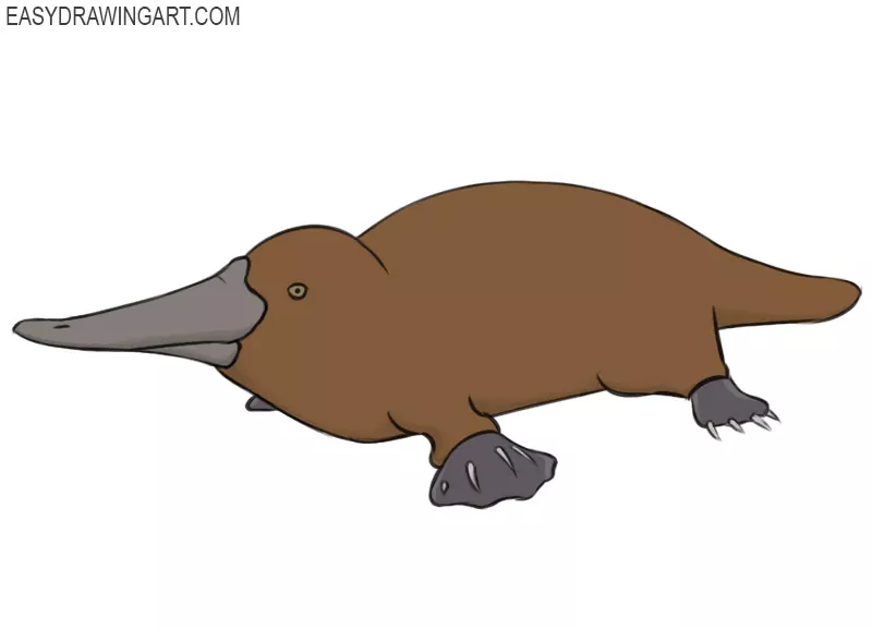 how to draw a platypus
