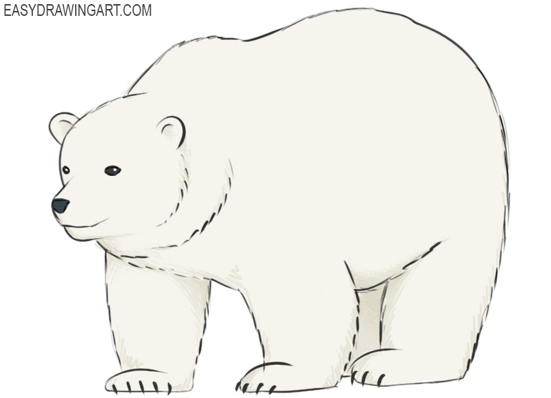 how to draw a polar bear