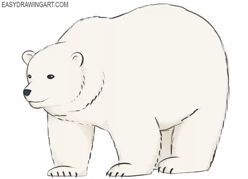 How To Draw A Polar Bear | Step By Step - YouTube