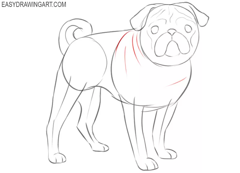 how to draw a pug in steps