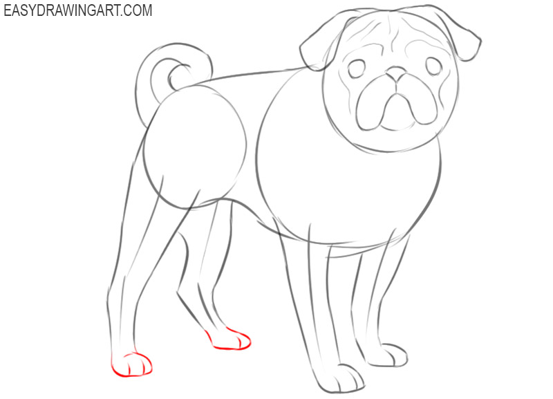 how to draw a realistic pug easy