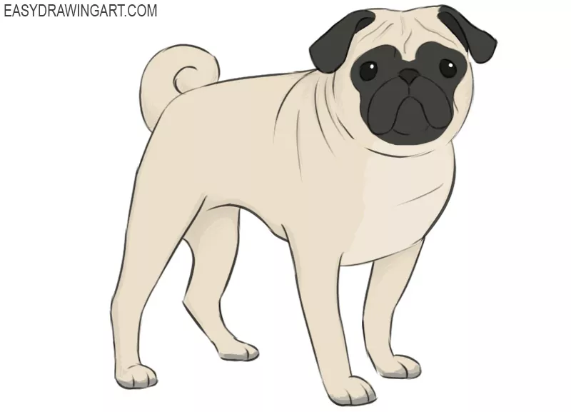 How to draw a Pug  Letsgetpet