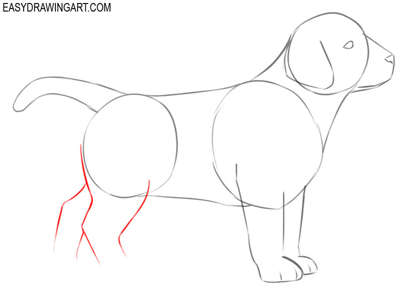 how to draw a puppy for beginners step by step