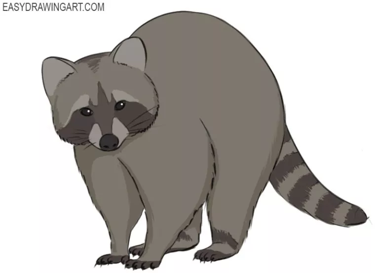 How to Draw a Raccoon - Easy Drawing Art