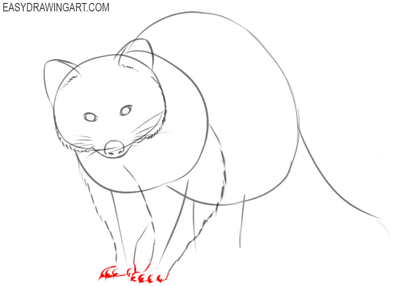 how to draw a raccoon cute