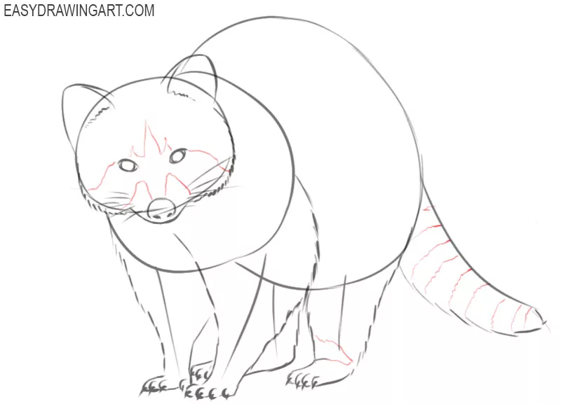 how to draw a raccoon easy step by step