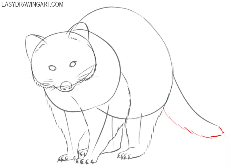 how to draw a raccoon drawing