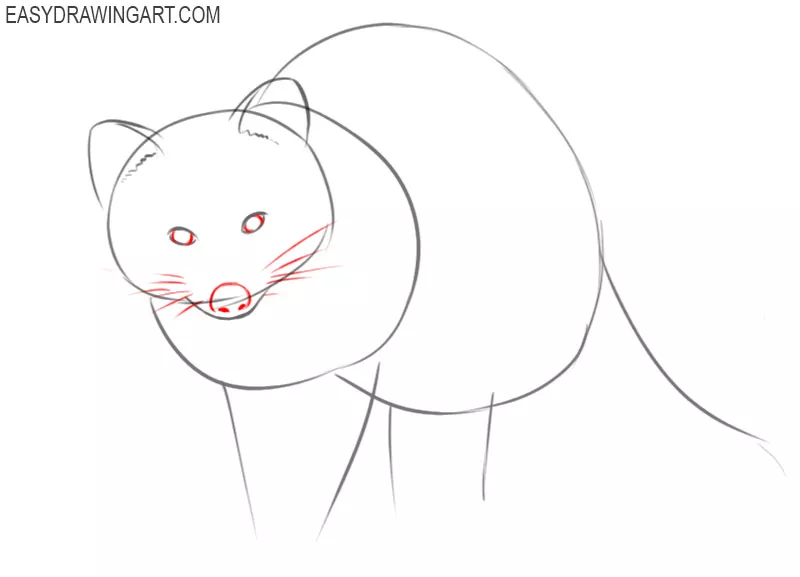 how to draw a basic raccoon