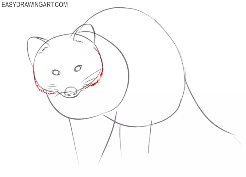 how to draw a raccoon for beginners