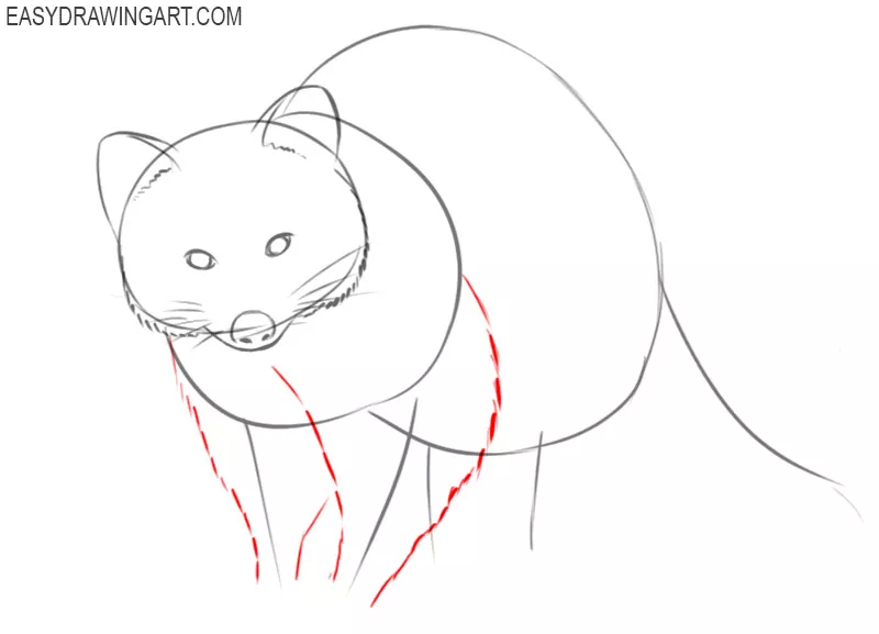 how to draw a realistic raccoon step by step