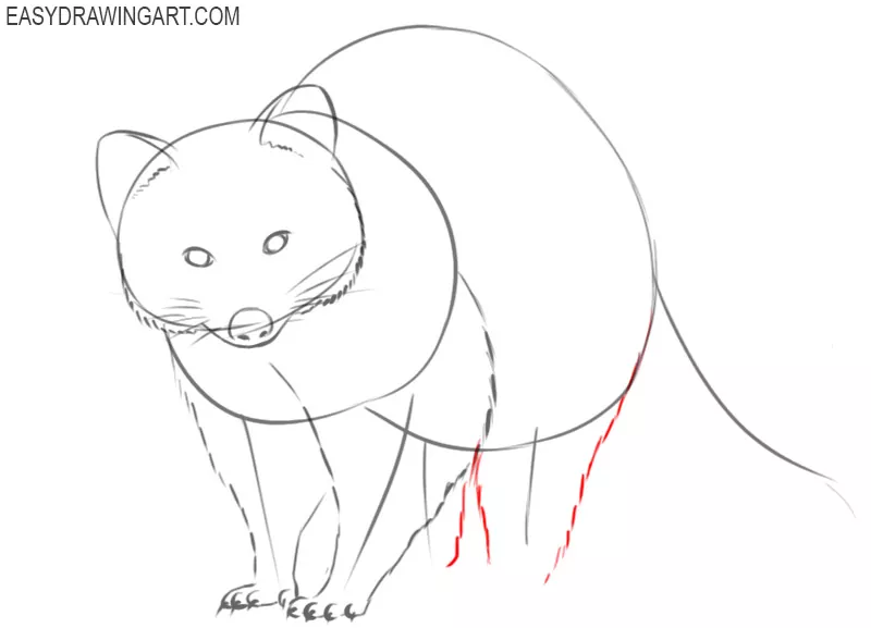how to draw a cute raccoon step by step