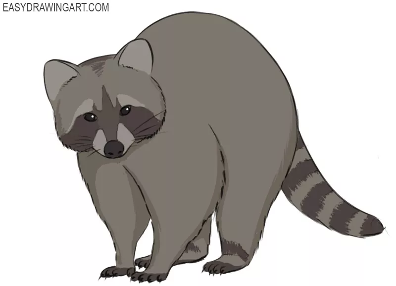 how to draw a raccoon
