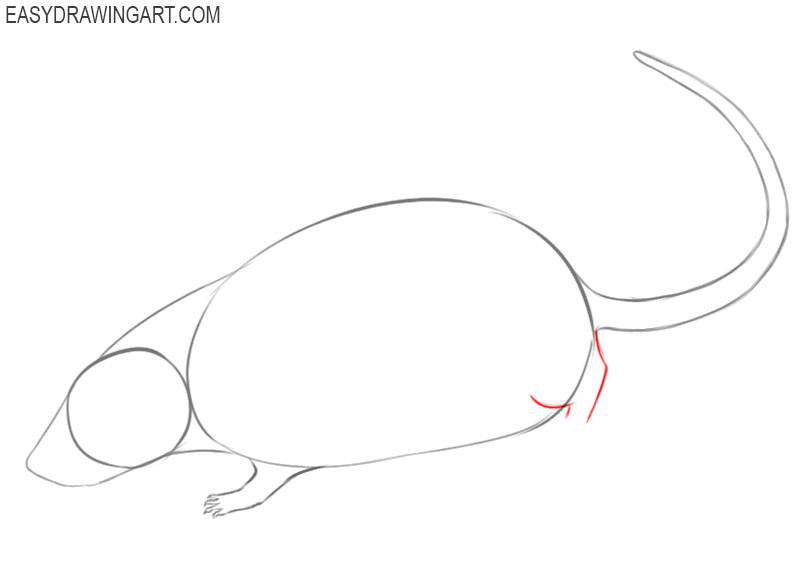 how to draw a rat cute