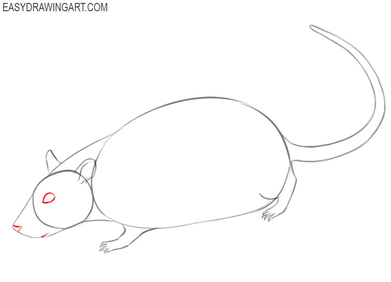 how to draw a rat in easy way