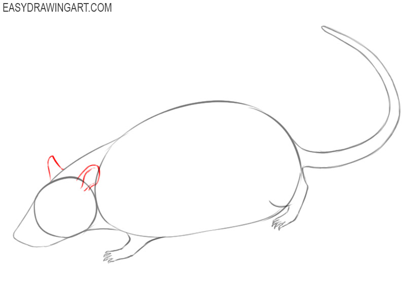 how to draw a cartoon rat easy