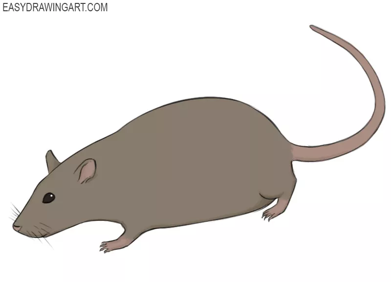 How to Draw a Rat Easy Drawing Art