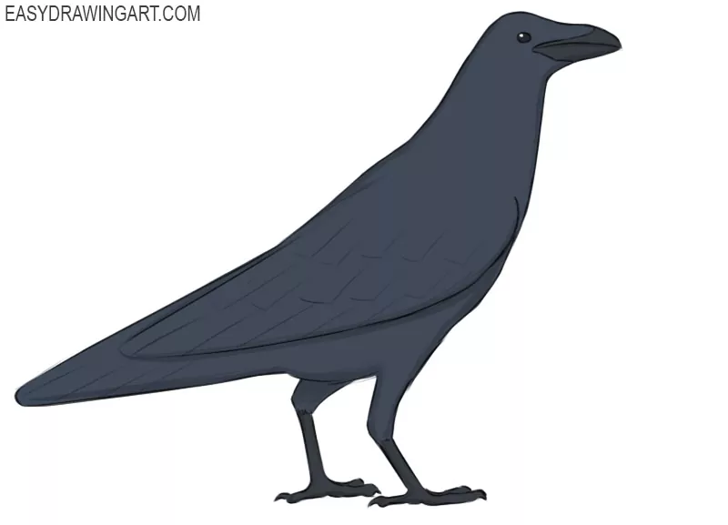 Crow Drawing Tutorial - How to draw Crow step by step