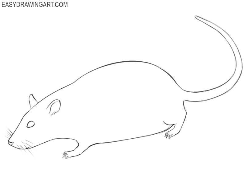 how to draw a real rat