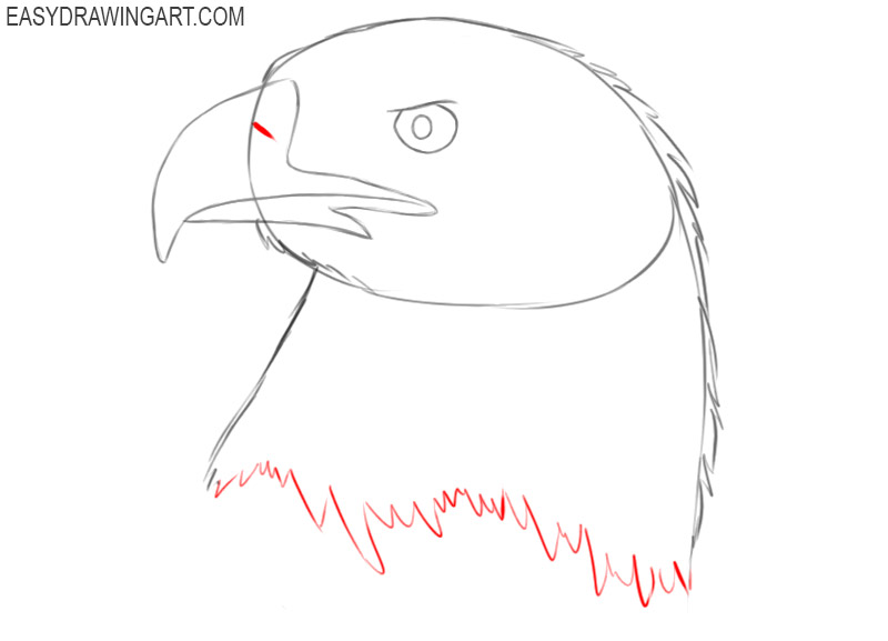 how to draw a realistic eagle head