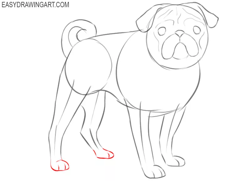 how to draw a realistic pug easy