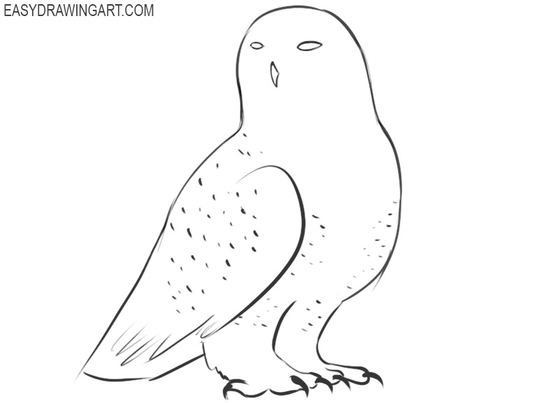 How to Draw a Snowy Owl - Easy Drawing Art