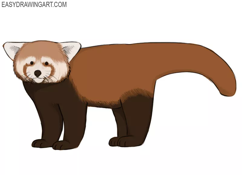 How to Draw a Red Panda - Easy Drawing Art