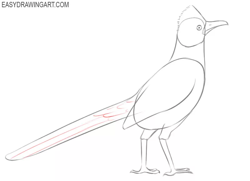 how to draw a roadrunner bird step by step
