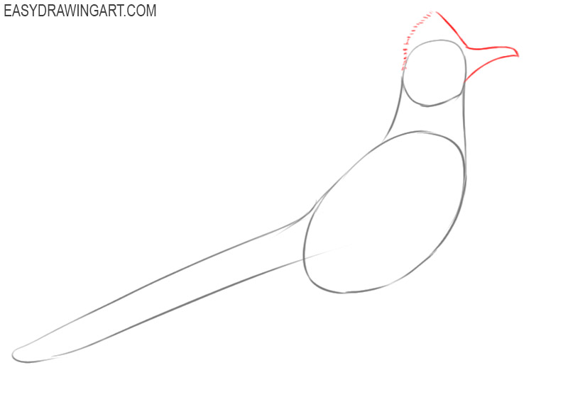 how to draw a roadrunner bird