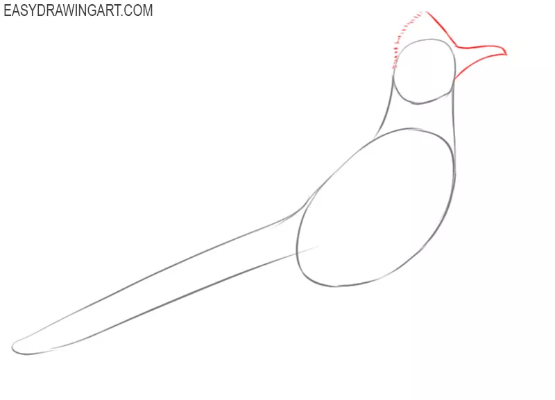 how to draw a roadrunner bird