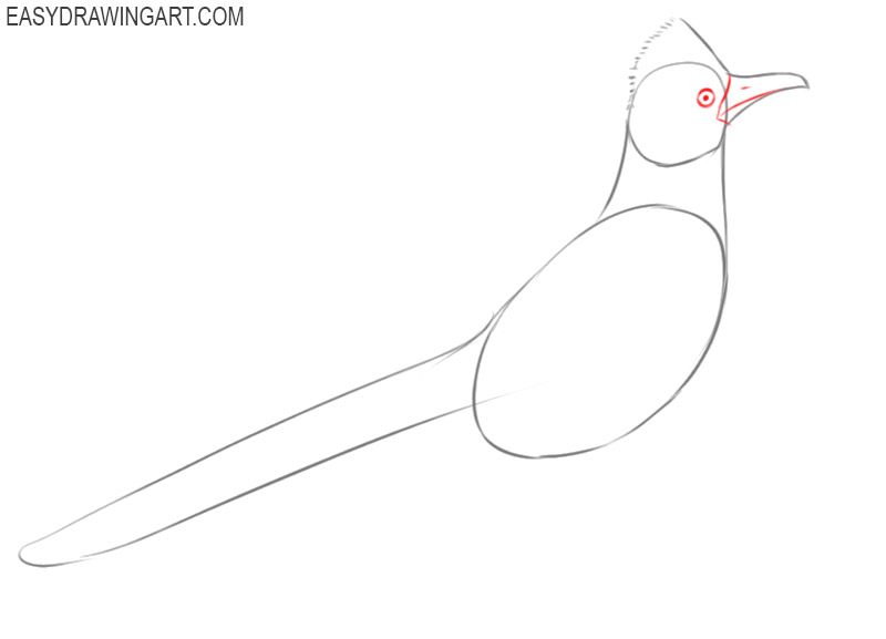 how to draw a roadrunner cartoon