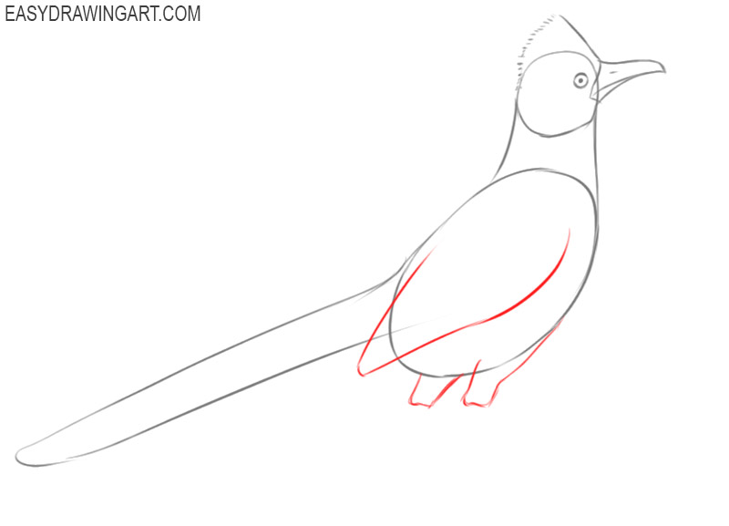 how to draw road runner easy