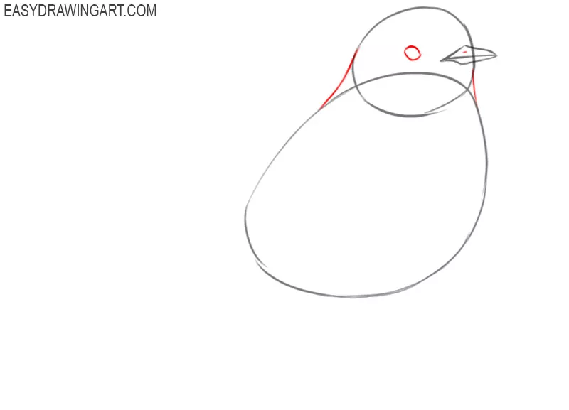 how to draw a robin bird step by step easy