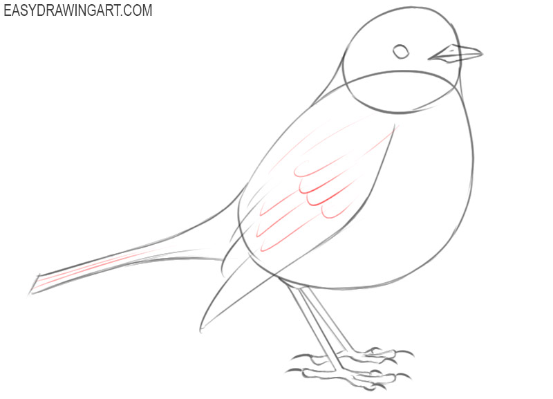robin bird drawing step by step