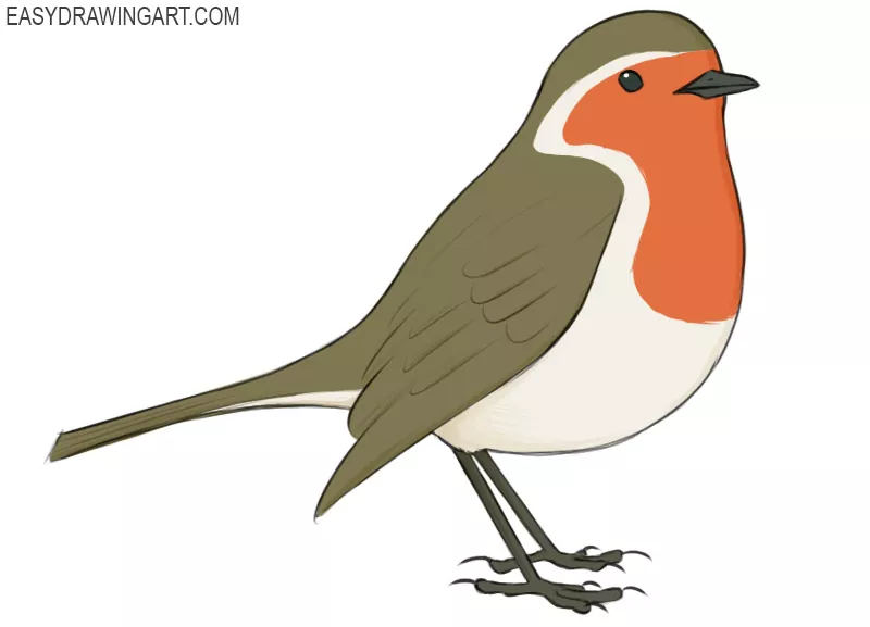 how to draw a robin