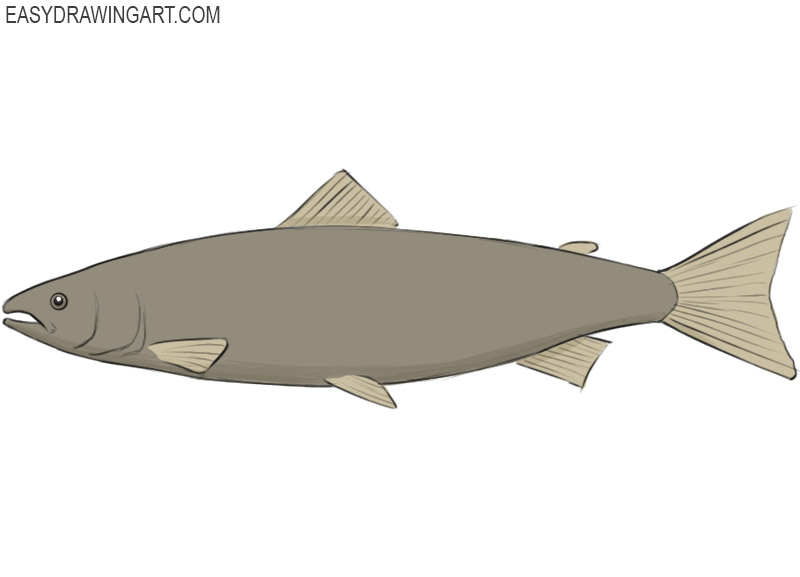 How to Draw a Salmon