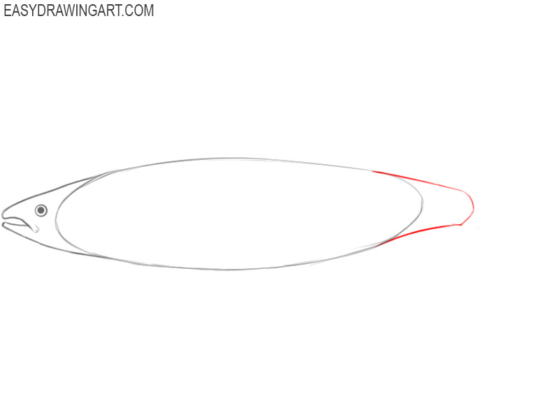 how to draw an easy salmon