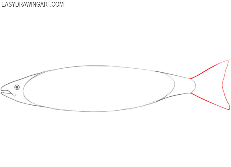 how to draw a salmon fish step by step