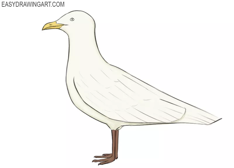 How to Draw a Seagull