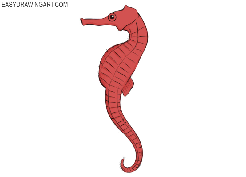 How to Draw a Seahorse