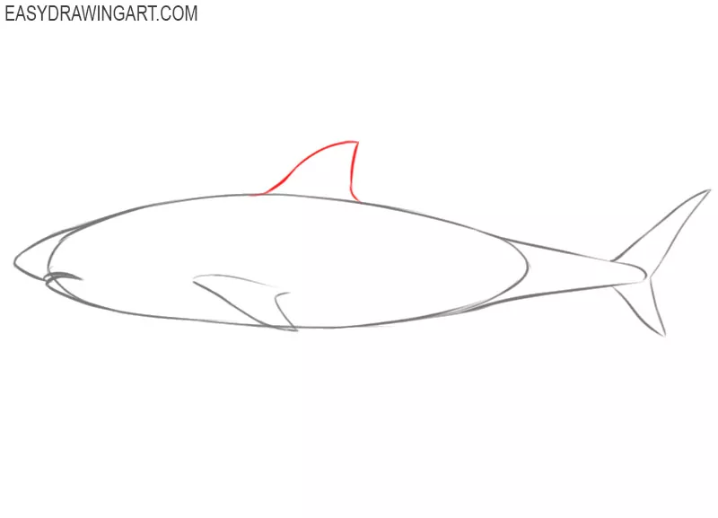 how to draw a shark basic