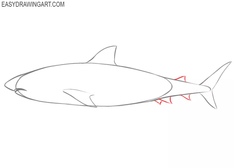 how to draw a shark cartoon step by step