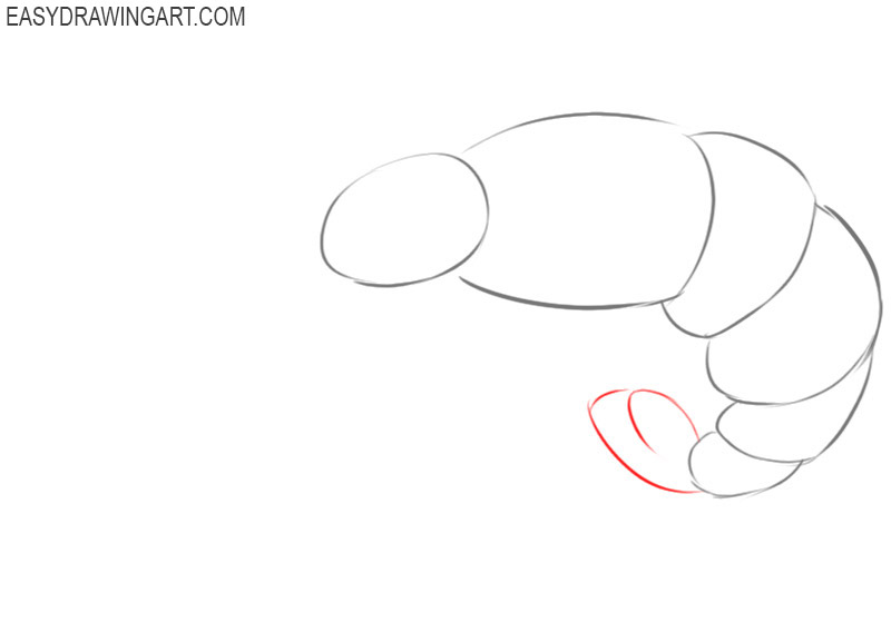 how to draw an easy shrimp