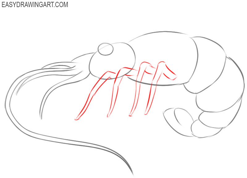 how to draw a shrimp step by step easy