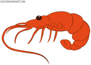How to draw a shrimp